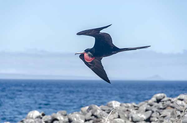 Fragata - isla Seymour Norte - islas Galápagos - Ecuador 22.jpg